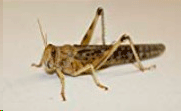 wuestenheuschrecke_gross